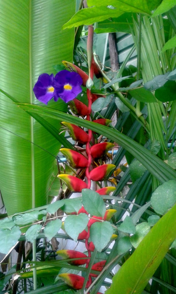 flowers in the courtyard garden of Soradith Hotel in Vientiane, Laos
