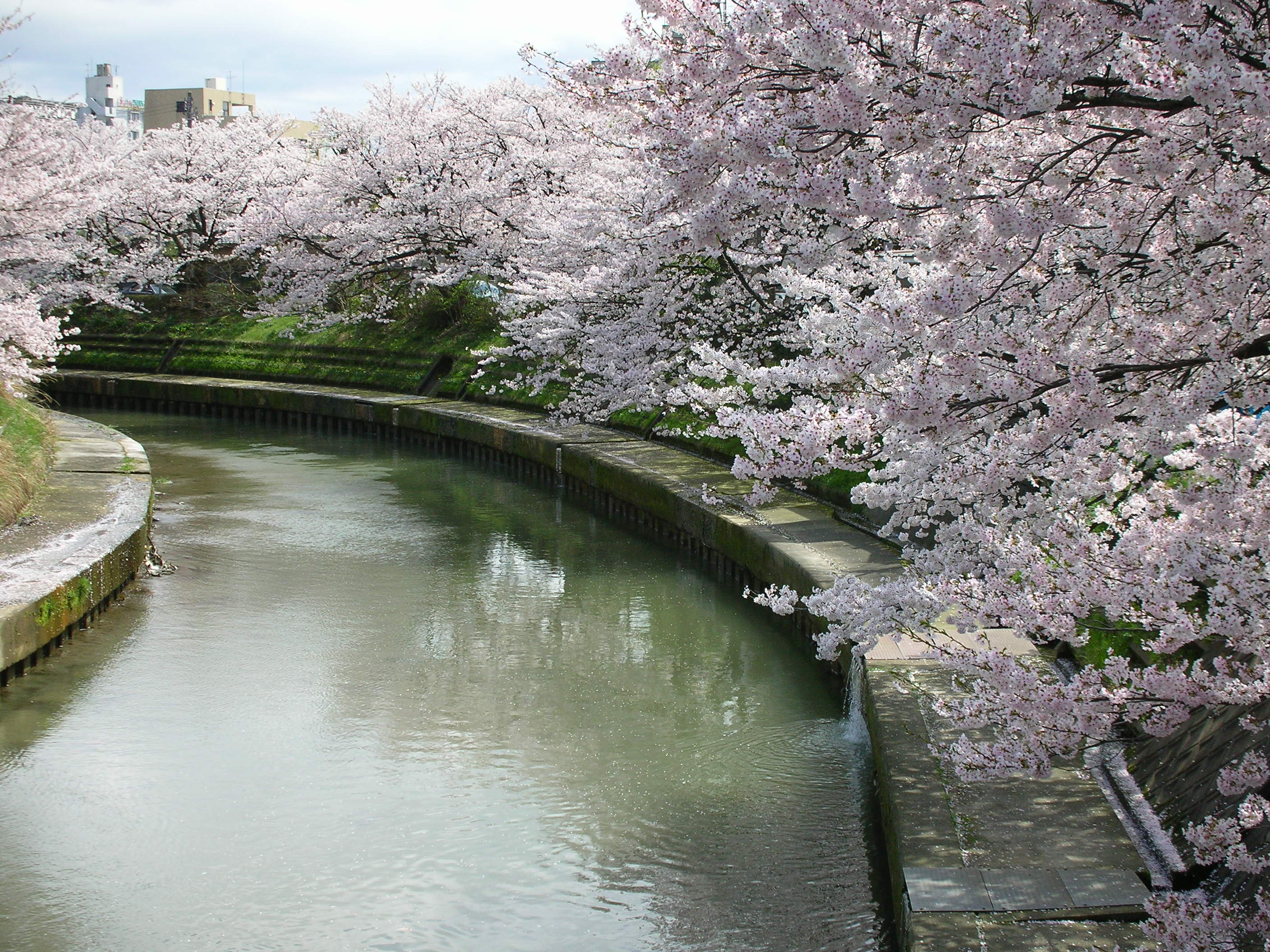 Teaching English in Japan Part IV: Settling In, Snow Country, & Sakura