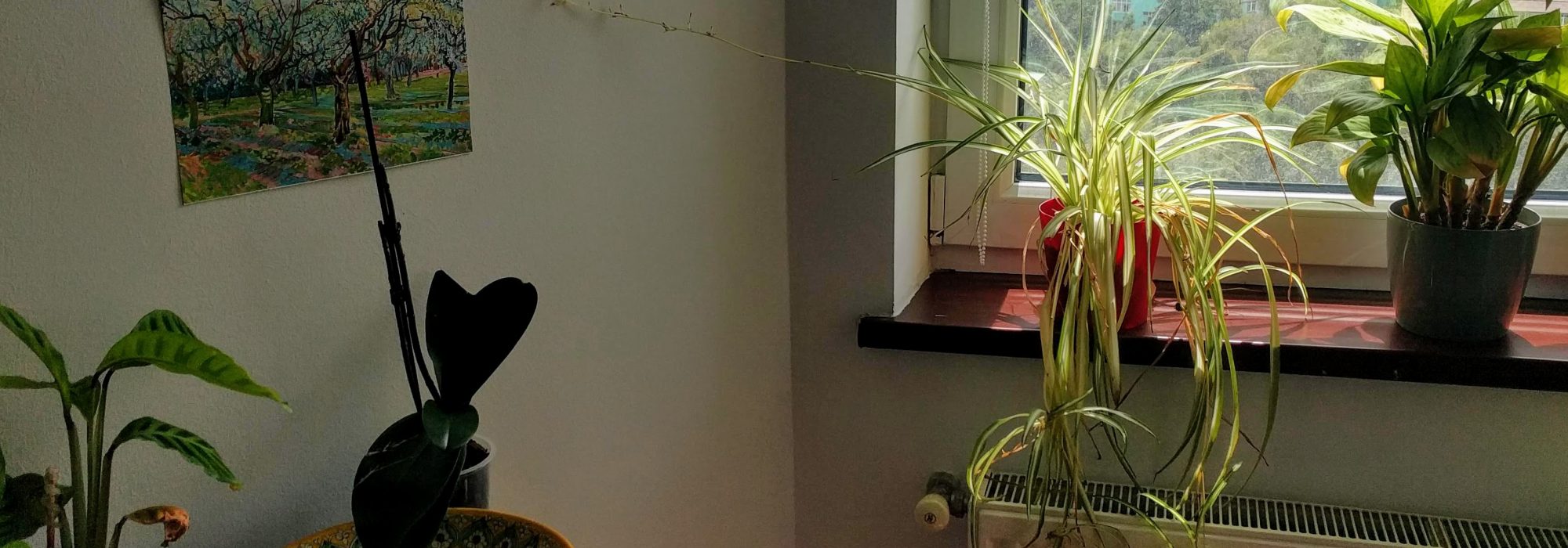 A Jehovah’s Witness Stealing a Piece of My Spider Plant at McDonald’s Was My Last Normal Pre-Pandemic Interaction with a Stranger